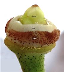  Calyx, Ovary and Disc